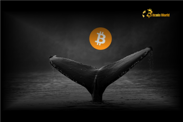 Whales Resume Bitcoin Accumulation After Major Selloff