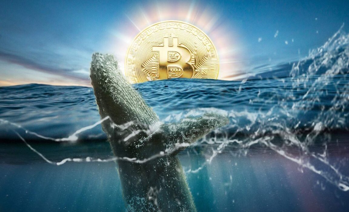 Bitcoin Whales' Trend Hints At 5-Price Digit In July