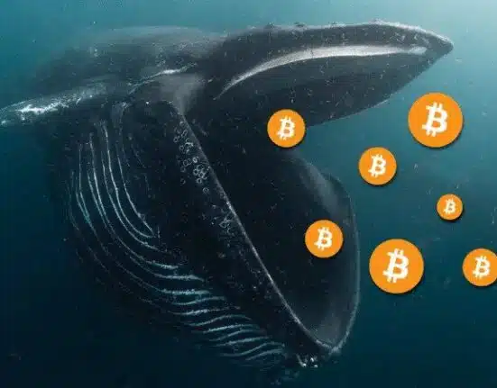 Bitcoin Accumulation Surges Amid Reduced Volatility and Stagnant Prices