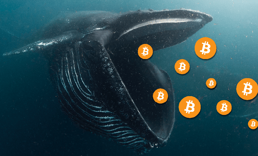 Bitcoin whale (Courtesy: Twitter)
