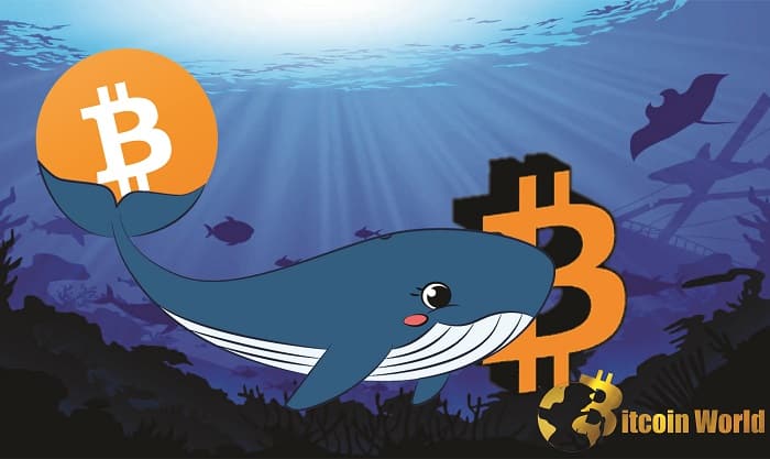 Third-Largest Bitcoin Whale Acquires Additional $137M Worth Of BTC At $50K