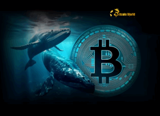 Bitcoin Holders Santiment Data Reveals Massive Bullish Signal as Whales Accumulate