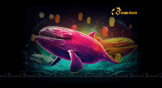 Bitcoin Whales Unleash Accumulation: A Critical Divide in Investor Confidence