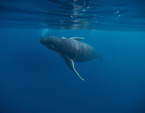 Bitcoin whale accumulation and distribution pattern on exchange flow data