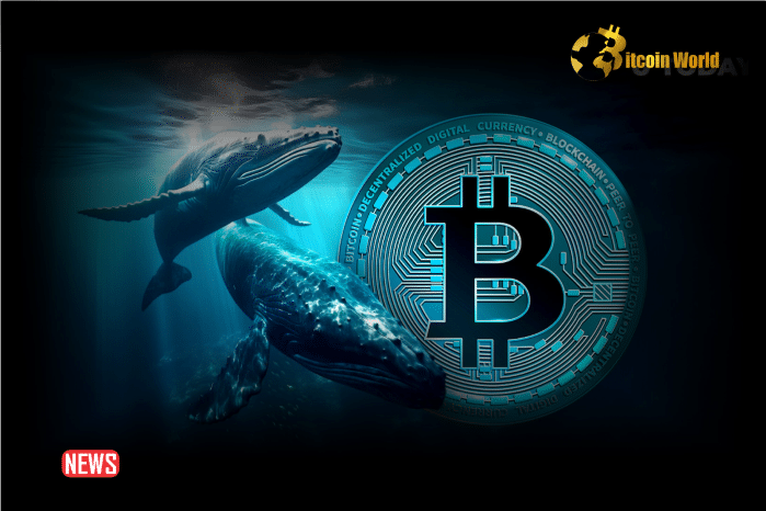 Bitcoin Whales Accumulate $941M BTC As Prices Drop, What Does This Mean?