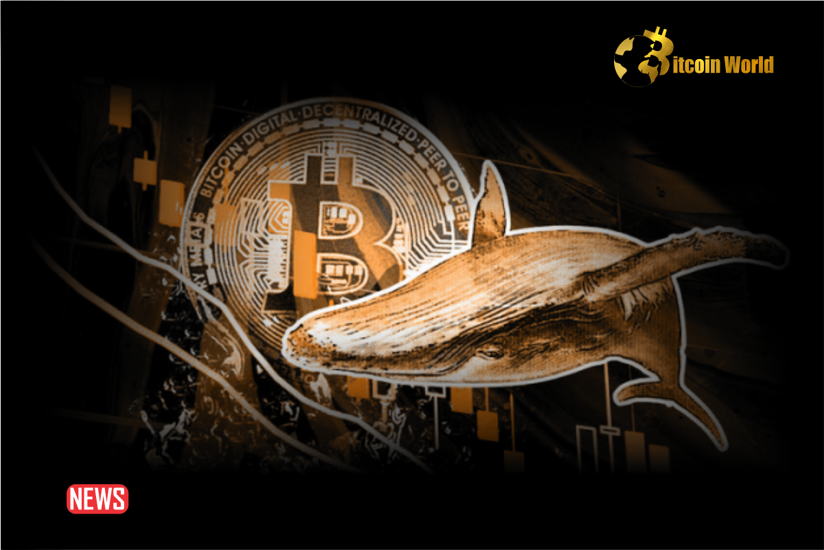 Bitcoin Whales Rack Up $600M BTC in 7 days – What’s Brewing?
