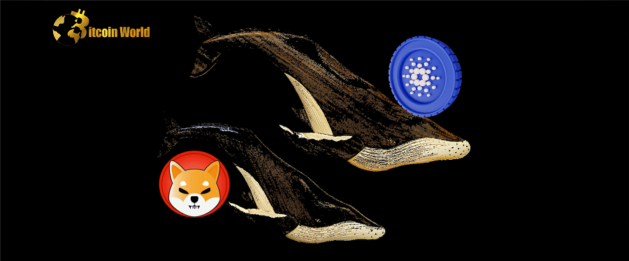 Cardano ($ADA) and Shiba Inu ($SHIB) Whale Transactions Surge in Move ‘Associated With Price Shifts’