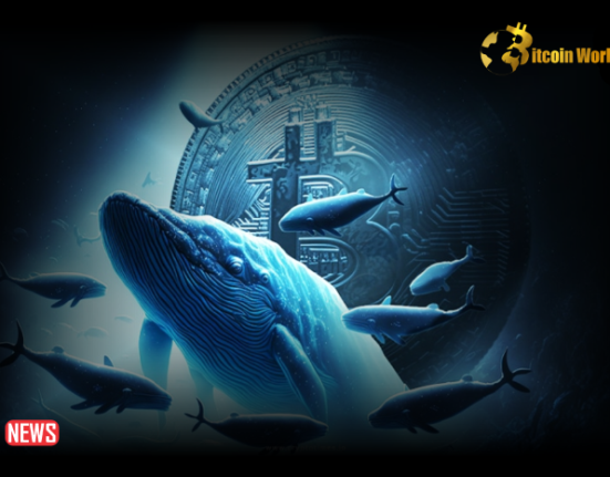 Crypto Whales Increased Buying Activity As Newly Created Wallet Withdrew 533.5 BTC From Binance – Are the bulls back?