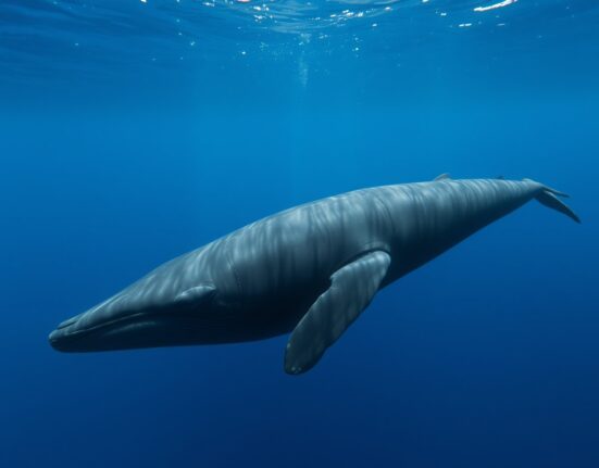 A powerful whale symbolizes the major Ethereum purchase from Binance by a large investor.