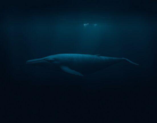 A lone whale swimming in dark ocean water, representing a crypto whale incurring a loss.