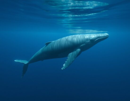 A large whale swimming in deep blue ocean water, representing Ethereum whale investors facing losses.
