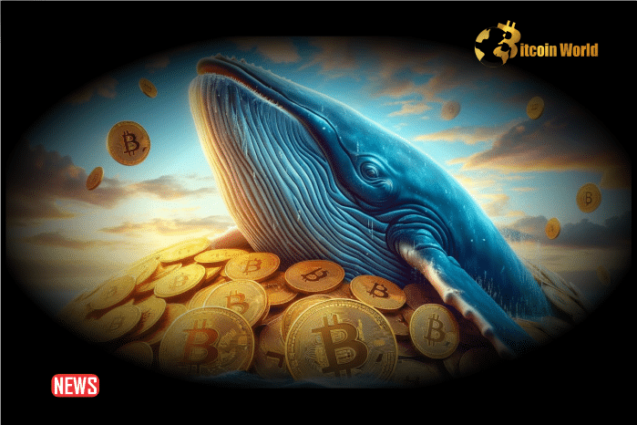 Bitcoin Whales Continue Buying, Now Hold 25.16% Of All BTC Supply