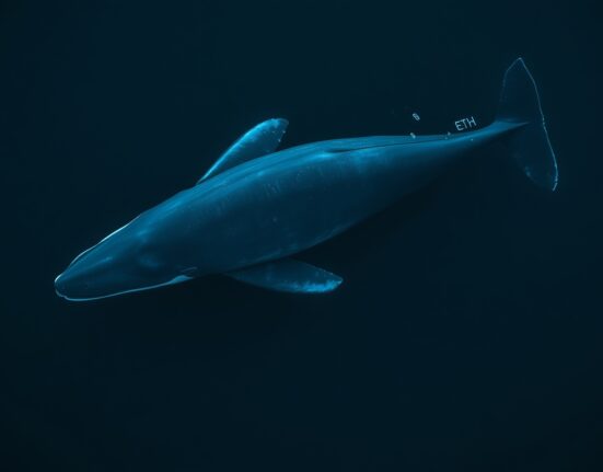 A blue whale swimming in dark ocean water with ethereum symbols reflecting on the surface, representing crypto whale activity.
